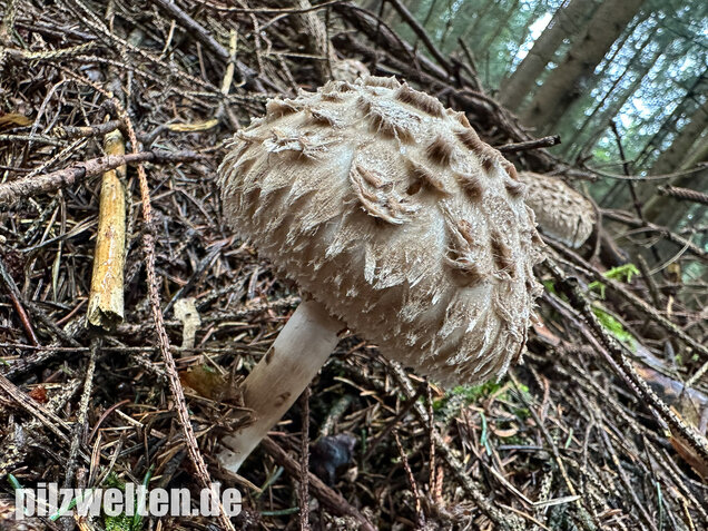 Olivbrauner Safranschirmling, Wald-Safranschirmling, Chlorophyllum olivieri