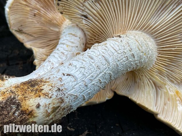 Schuppiger Sägeblättling, Neolentinus lepideus