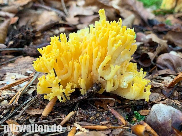 Schwefelgelbe Koralle, Ramaria flava