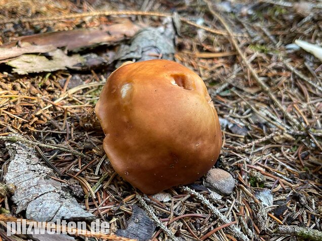 Verdrehter Rübling, Rhodocollybia prolixa