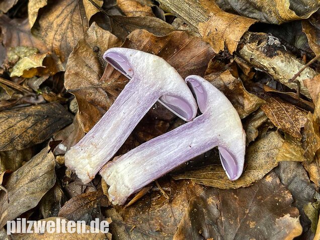 Violetter Rötelritterling, Lepista nuda