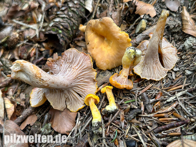 Gelbvioletter Pfifferling, Cantharellus ianthinoxanthus