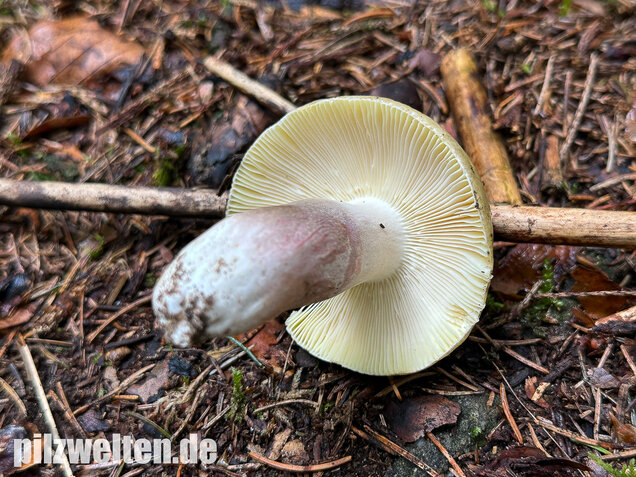 Violettstieliger Pfirsichtäubling, Russula violeipes