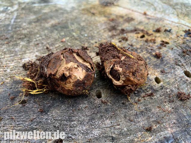Warzige Hirschtrüffel, Elaphomyces granulatus