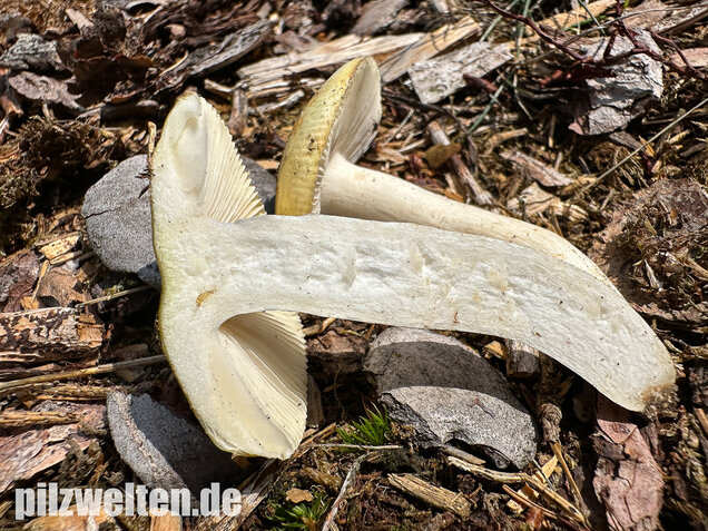 Weißstieliger Ockertäubling, Russula citrina / Russula violeipes var. citrina