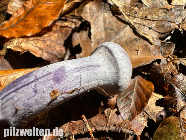 Weißvioletter Dickfuß, Cortinarius alboviolaceus