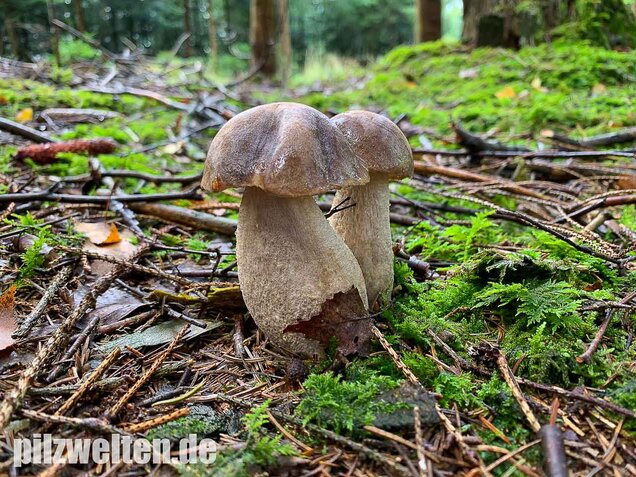 Wollstieliger Raufußröhrling, Leccinum cyaneobasileucum