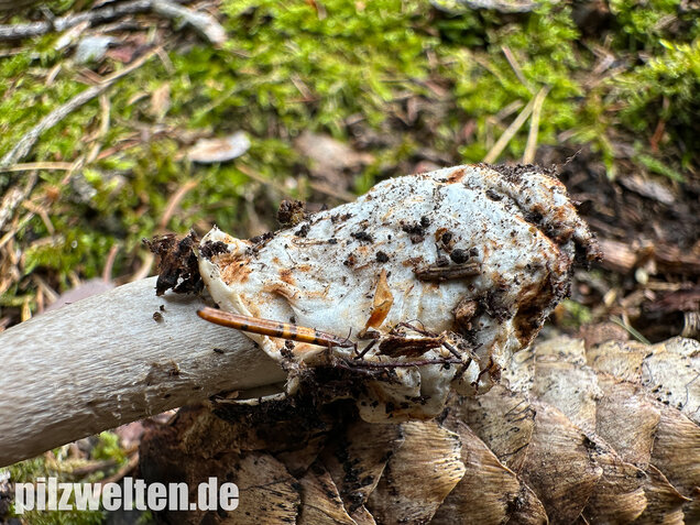 Zweifarbiger Scheidenstreifling, Unterteilter Streifling, Amanita battarrae