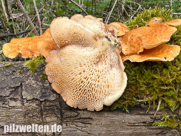 Bienenwabenporling, Waben-Stielporling, Neofavolus alveolaris