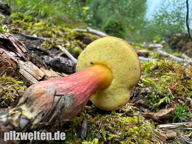 Blutroter Filzröhrling, Blutroter Gartenfilzröhrling, Hortiboletus rubellus