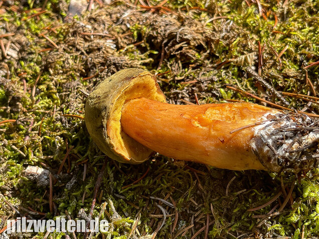 Brauner Filzröhrling, Braune Ziegenlippe, Xerocomus ferrugineus