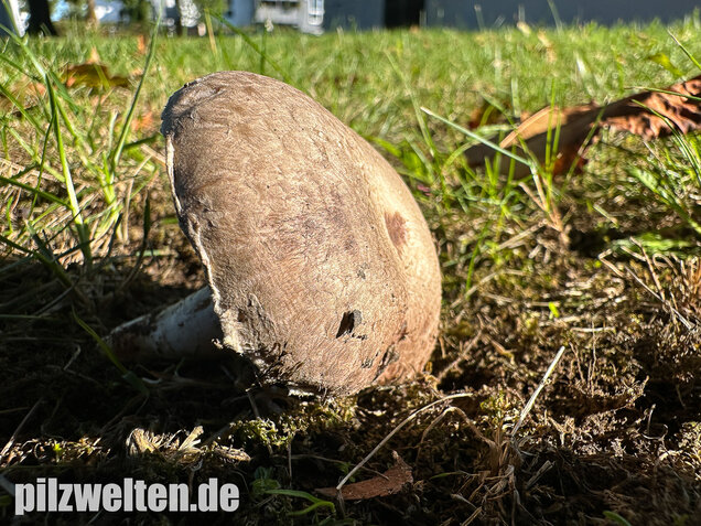 Braunschuppiger Wiesenchampignon, Agaricus moellerianus