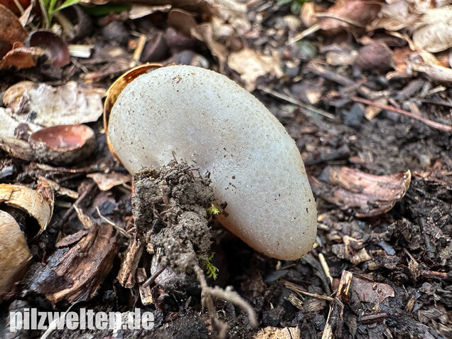 Braunvioletter Brandstellenbecherling, Violetter Becherling, Geoscypha violacea