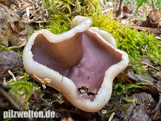 Braunvioletter Brandstellenbecherling, Violetter Becherling, Geoscypha violacea