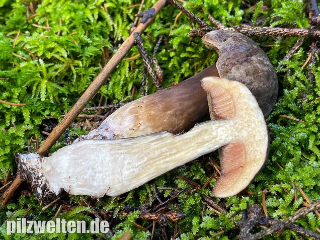 Düsterer Röhrling, Porphyrröhrling, Porphyrellus porphyrosporus