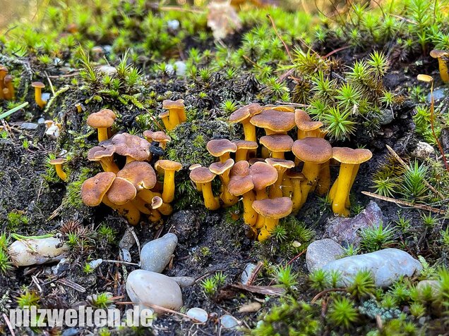 Trompetenpfifferling, Craterellus tubaeformis