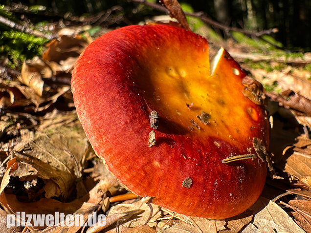 Goldtäubling, Russula aurea