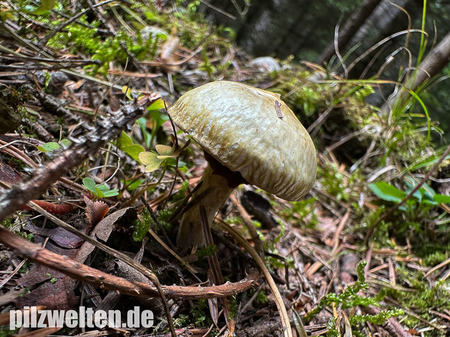 Gelbfleischiger Lärchenröhrling, Bresadolas Lärchenröhrling, Suillus bresadolae