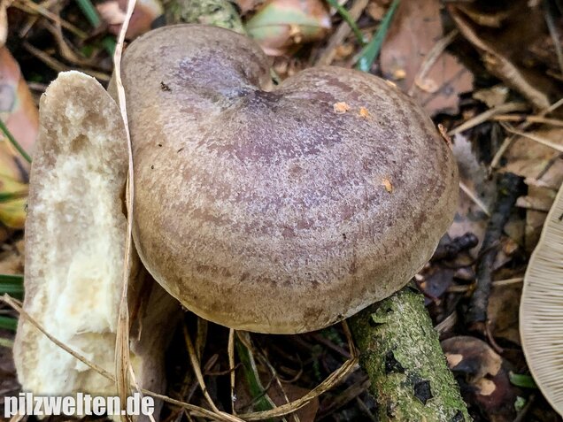 Graugrüner Milchling, Lactarius blennius