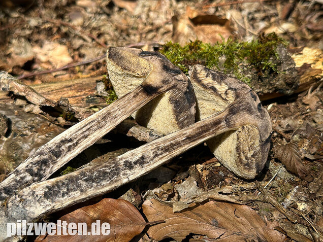 Hainbuchenraufuß, Leccinellum pseudoscabrum