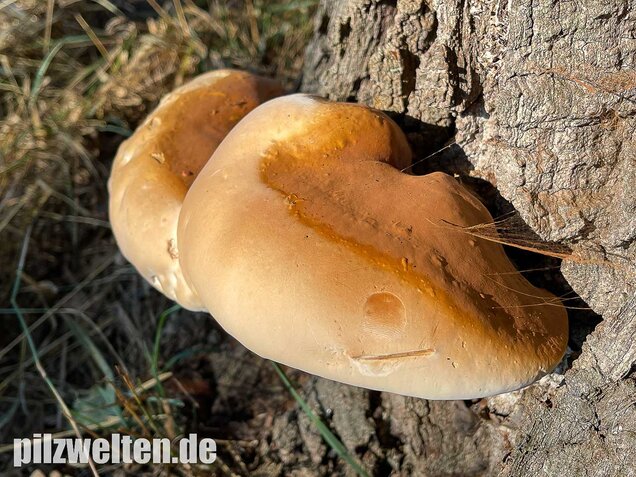 Harziger Lackporling, Ganoderma resinaceum