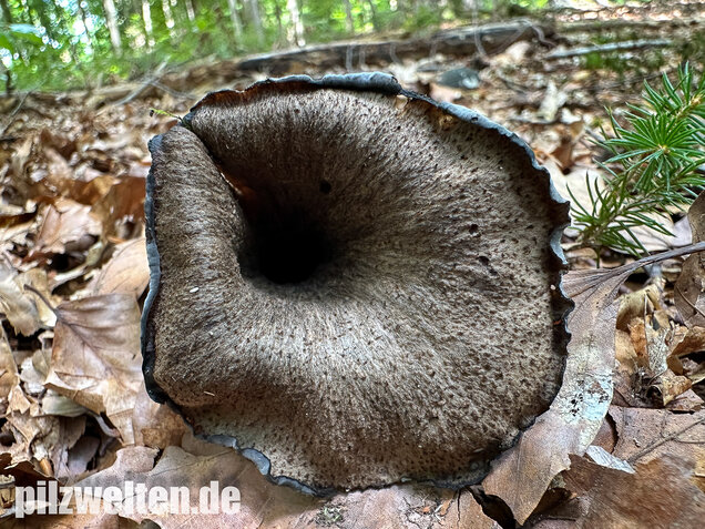 Herbsttrompete, Totentrompete, Craterellus cornucopioides