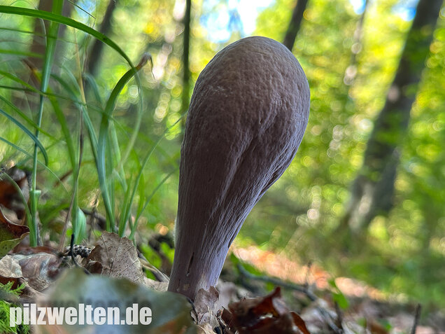 Herkuleskeule, Riesenkeule, Clavariadelphus pistillaris