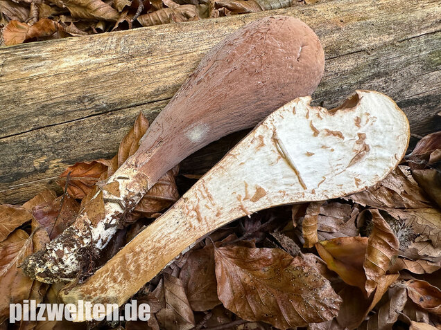 Herkuleskeule, Riesenkeule, Clavariadelphus pistillaris