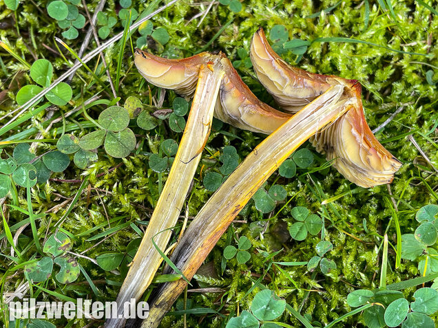 Kegeliger Saftling, Schwärzender Saftling, Hygrocybe conica