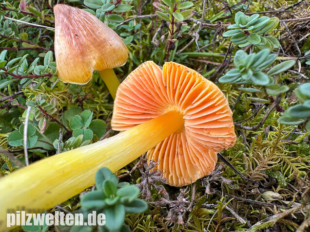 Kugelsporiger Saftling, Hygrocybe subglobispora