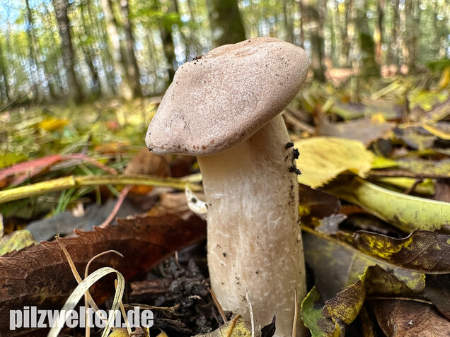 Mönchskopf, Infundibulicybe geotropa