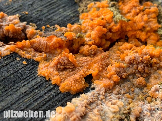 Orangeroter Kammpilz, Phlebia radiata