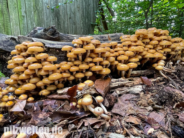 Stockschwämmchen, Kuehneromyces mutabilis