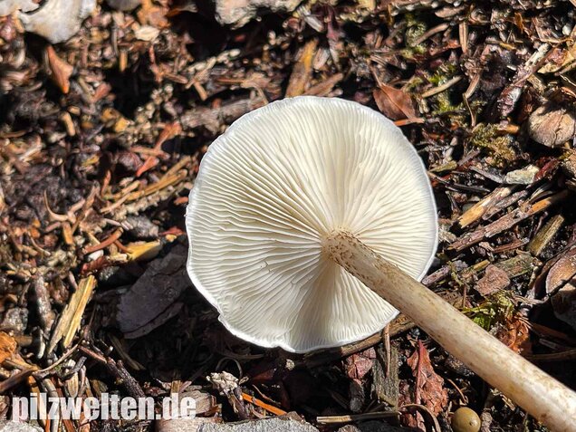 Raustielweichritterling, Melanoleuca verrucipes