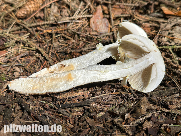 Riesenchampignon, Agaricus augustus