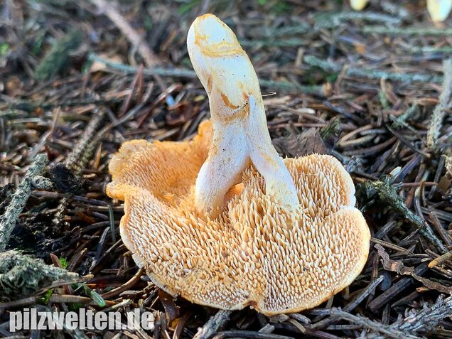 Rostgelber Semmelstoppelpilz, Hydnum rufescens