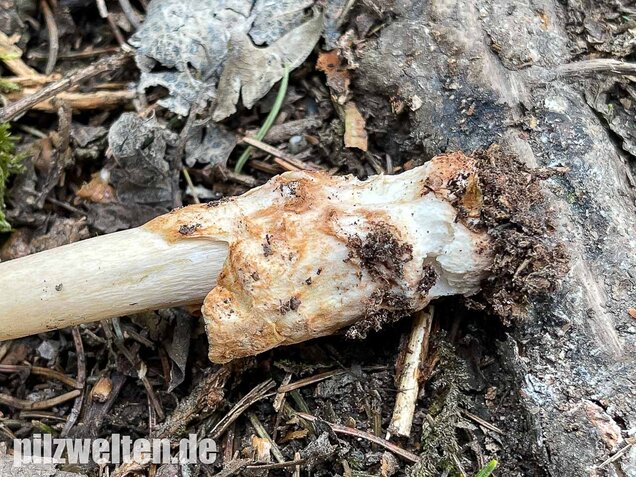 Rotbrauner Scheidenstreifling, Amanita fulva