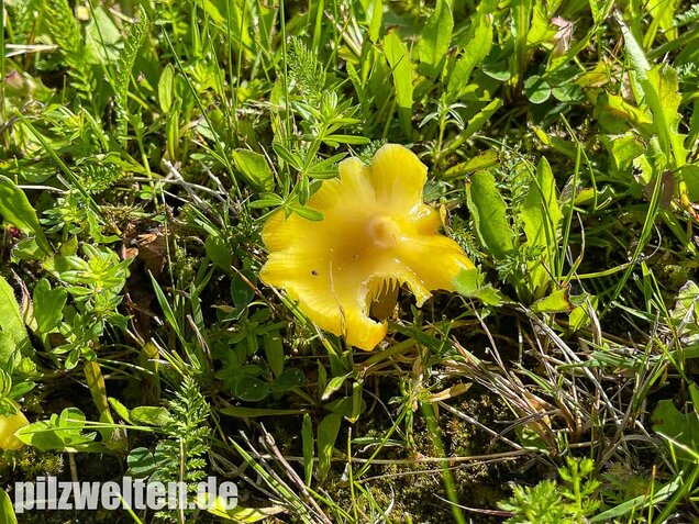 Safrangelber Saftling, Hygrocybe acutoconica