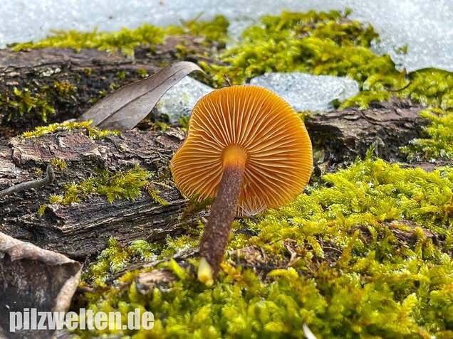 Samtfußrübling, Winterrübling, Flammulina velutipes