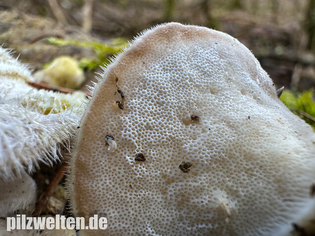 Samtige Tramete, Trametes pubescens