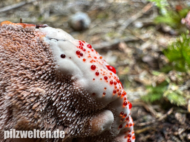 Scharfer Korkstacheling, Blutender Korkstacheling, Hydnellum peckii