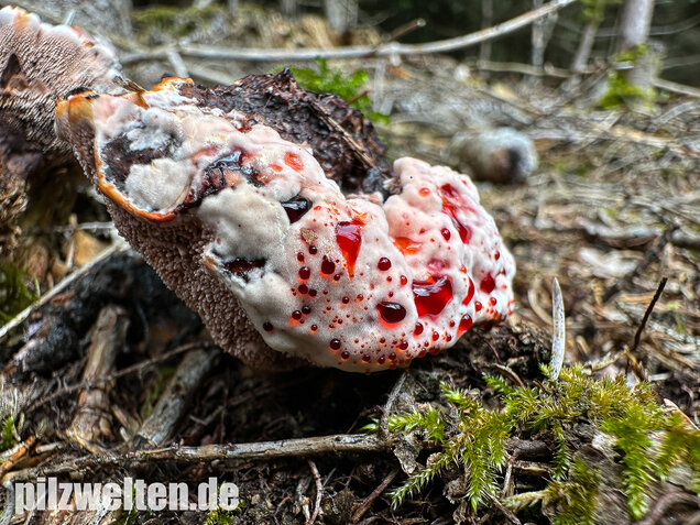 Scharfer Korkstacheling, Blutender Korkstacheling, Hydnellum peckii