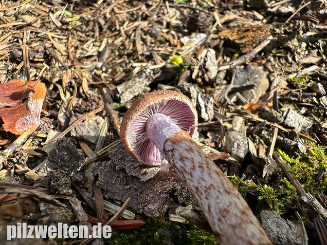 Schuppiger Dickfuß, Cortinarius pholideus