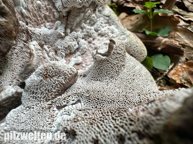 Schwarzweißer Rußporling, Boletopsis leucomelaena