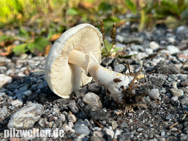 Seidiger Egerlingsschirmling, Leucoagaricus holosericeus