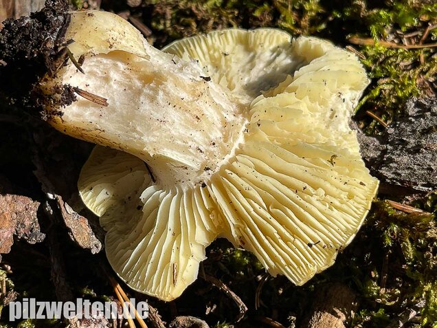 Seifenritterling, Tricholoma saponaceum