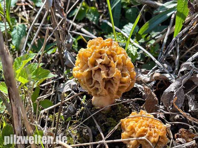 Speisemorchel, Morchella esculenta