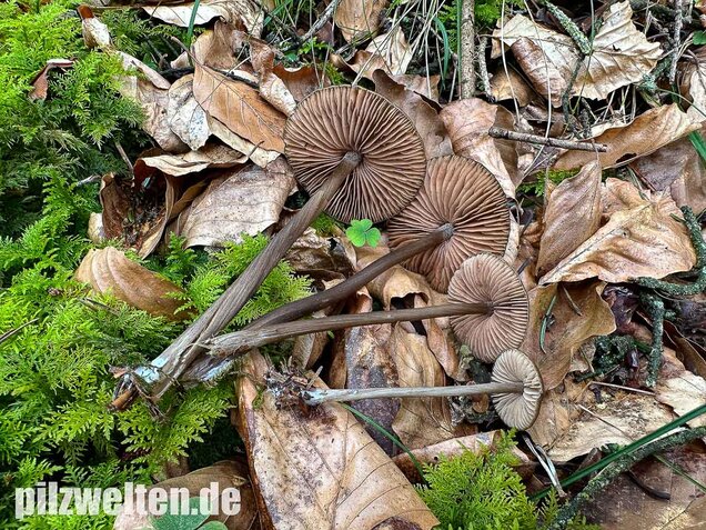 Traniger Rötling, Gebrechlicher Glöckling, Entoloma hirtipes
