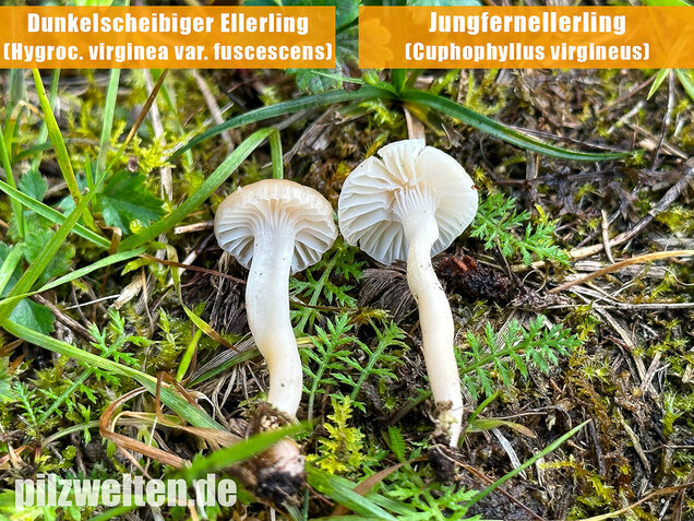 Dunkelscheibiger Ellerling, Hygrocybe virginea var. fuscescens