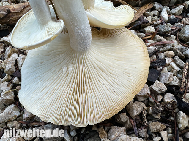 Weißer Büschelrasling, Leucocybe connata